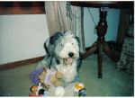Gypsy with all the toys.jpg