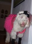 halloween 2009 023.jpg