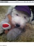 lola hat and monkey.jpg