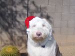 panda christmas 002.jpg