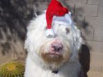 panda christmas 004.jpg