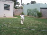 panda soccer 006.jpg