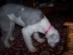 pandas bowl cut 010.jpg
