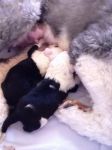 zoe and pups2.jpg