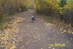 Remy falltime at the dog park 003.jpg