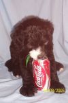 Tag&Cokecan6wks.jpg