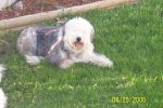 dogs and backyard 006.jpg