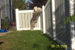 dogs and backyard 008.jpg