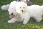 dogs and backyard 012.jpg