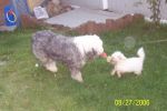 dogs and backyard 016.jpg