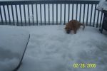 dogsinsnow (3).jpg