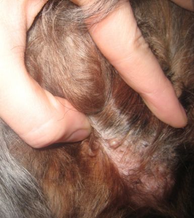 cysts on dogs. better pic of cyst (far left