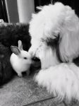 bunny-0.jpg