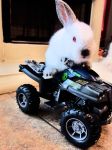 bunny20-0.jpg