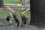 jedi-squirrels.jpg