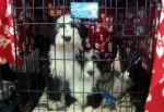 tibetanterrier.jpg
