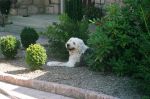 Chillin-in-the-garden.jpg