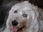 Happy pup _06.JPG