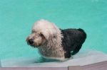 Swim Puppy 1.jpg