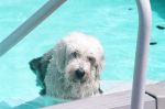 Swim Puppy 2.jpg