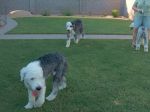 3dogs2.JPG