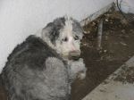 Dirtydawg1.JPG