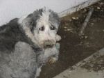 Dirtydawg3.JPG