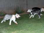 Herding.JPG