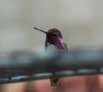 Hummingbird2.JPG