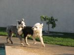 IMG_2076.jpg