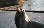 SeaLion.jpg