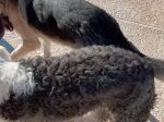 curlymutt2.JPG