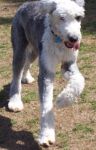 dog2.jpg