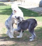 dog3.jpg