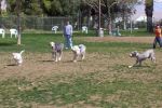 dog4.jpg
