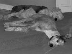 sleepingsheepies.JPG