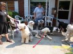 Allison, Genevieve, Lucy, Beaureguard,Ralph, Pam, Mallory, Buckley.jpg