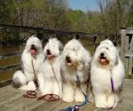 Awesome Foursome.jpg