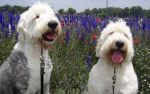 Beau & Gen in flowers.JPG