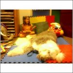 Beau at Paws to Read~0.jpg