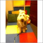 Beau waiting for his Paws to Read appt.jpg