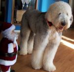 Beau with santa.JPG
