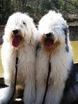 Bentley & Molly.jpg