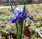 Dwarf Irises.JPG