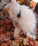 Elijah in the leaves.jpg