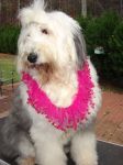Genevieve in her new collar.jpg