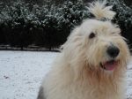 Genny in the snow.jpg
