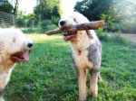 I_ve heard sheepies are supposed to like sticks.JPG