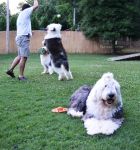 June evening fun with sheepies.jpg