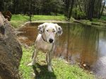 Maddie at the pond.JPG